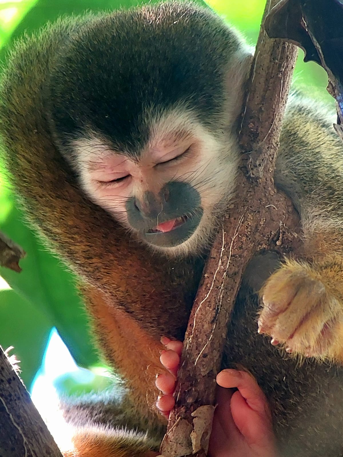 Sirena Corcovado one day from Drake Bay