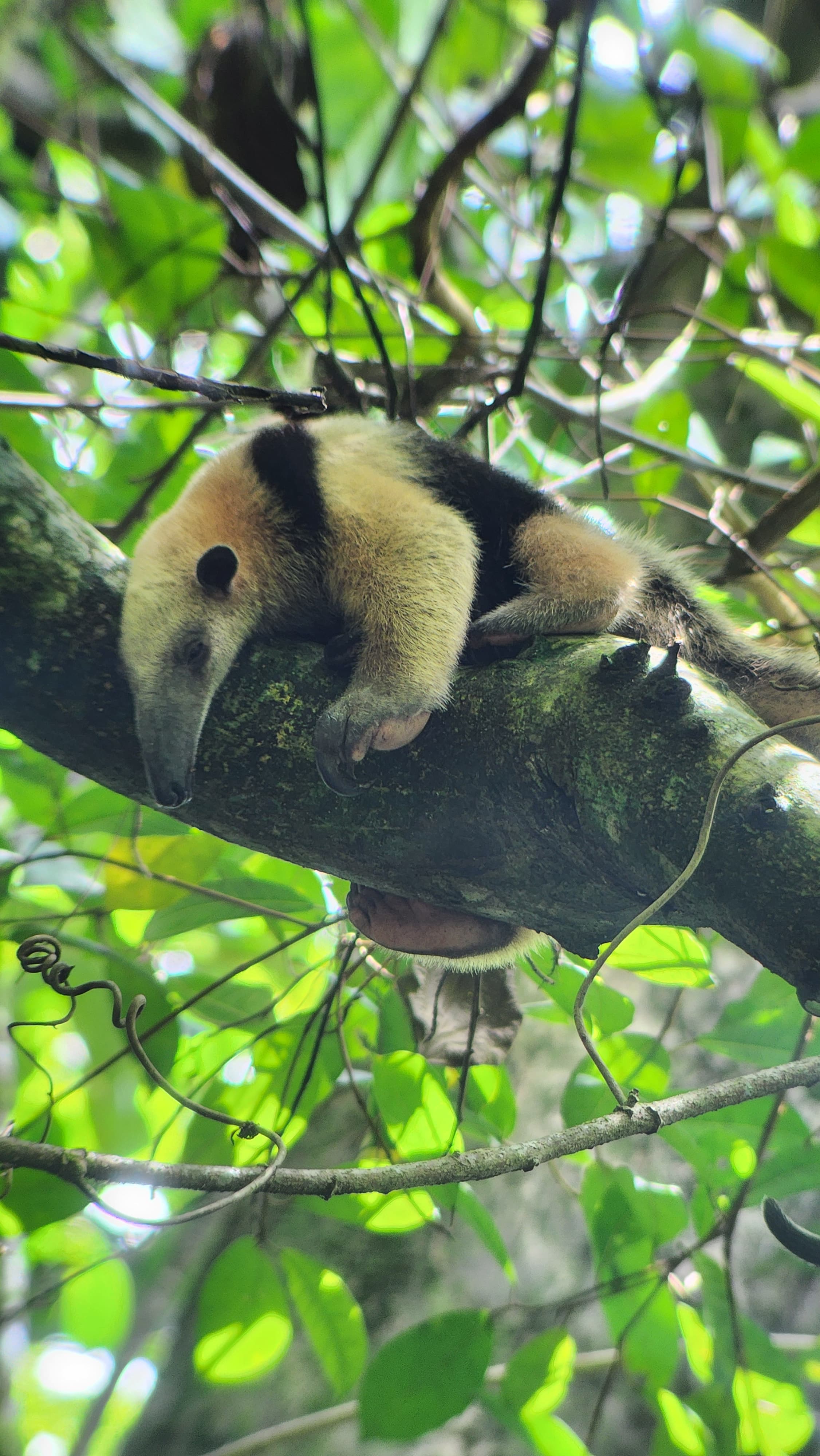 Sirena Corcovado one day from Drake Bay
