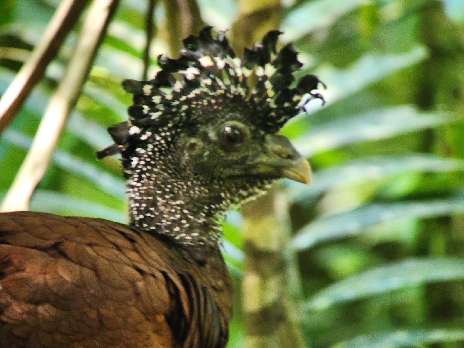 Sirena Corcovado one day from Drake Bay