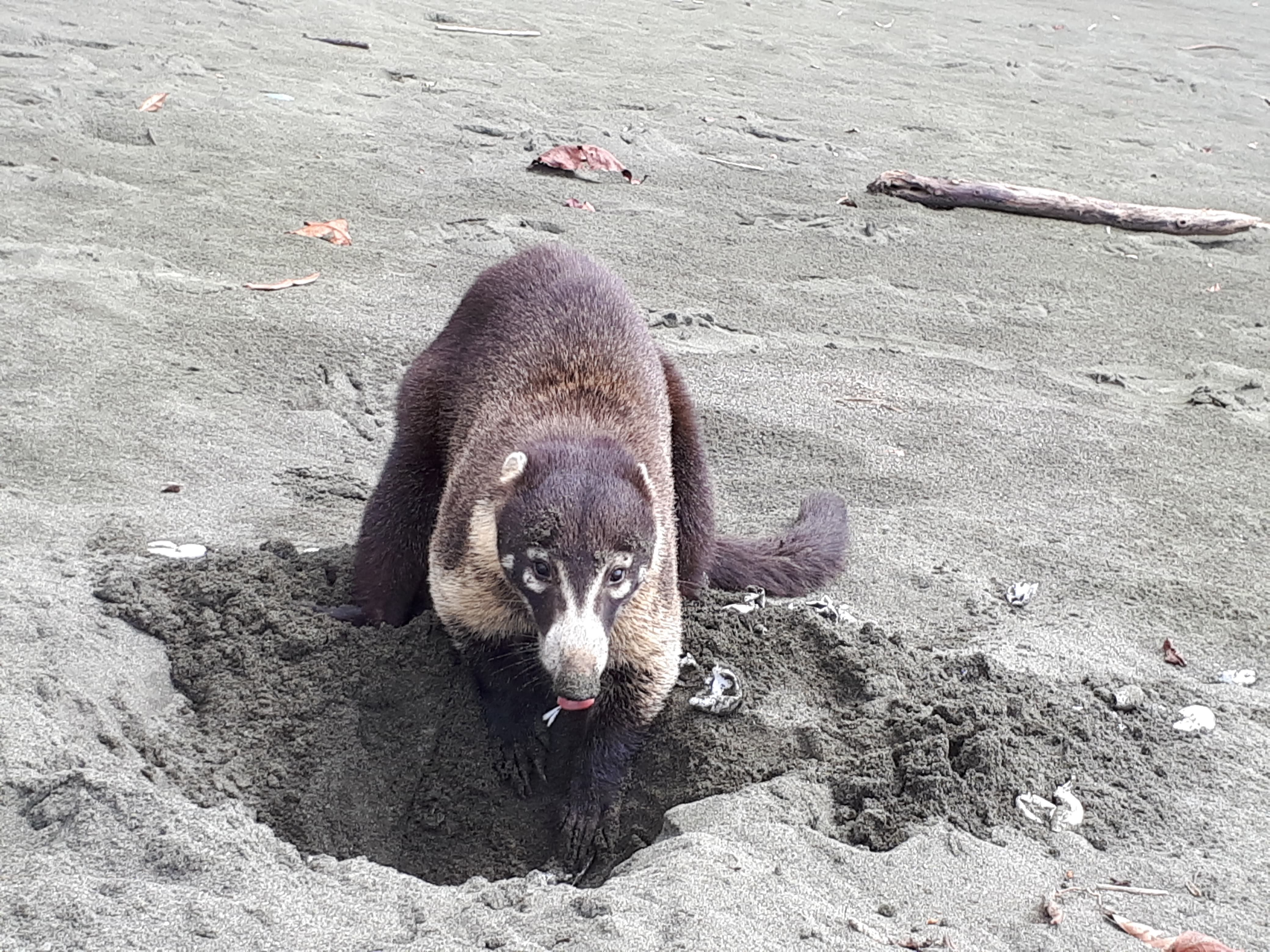 Sirena Corcovado one day from Drake Bay