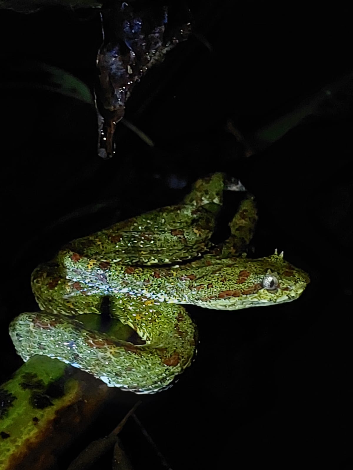 Night Walks Tour in Rio Tigre, Corcovado, Costa Rica