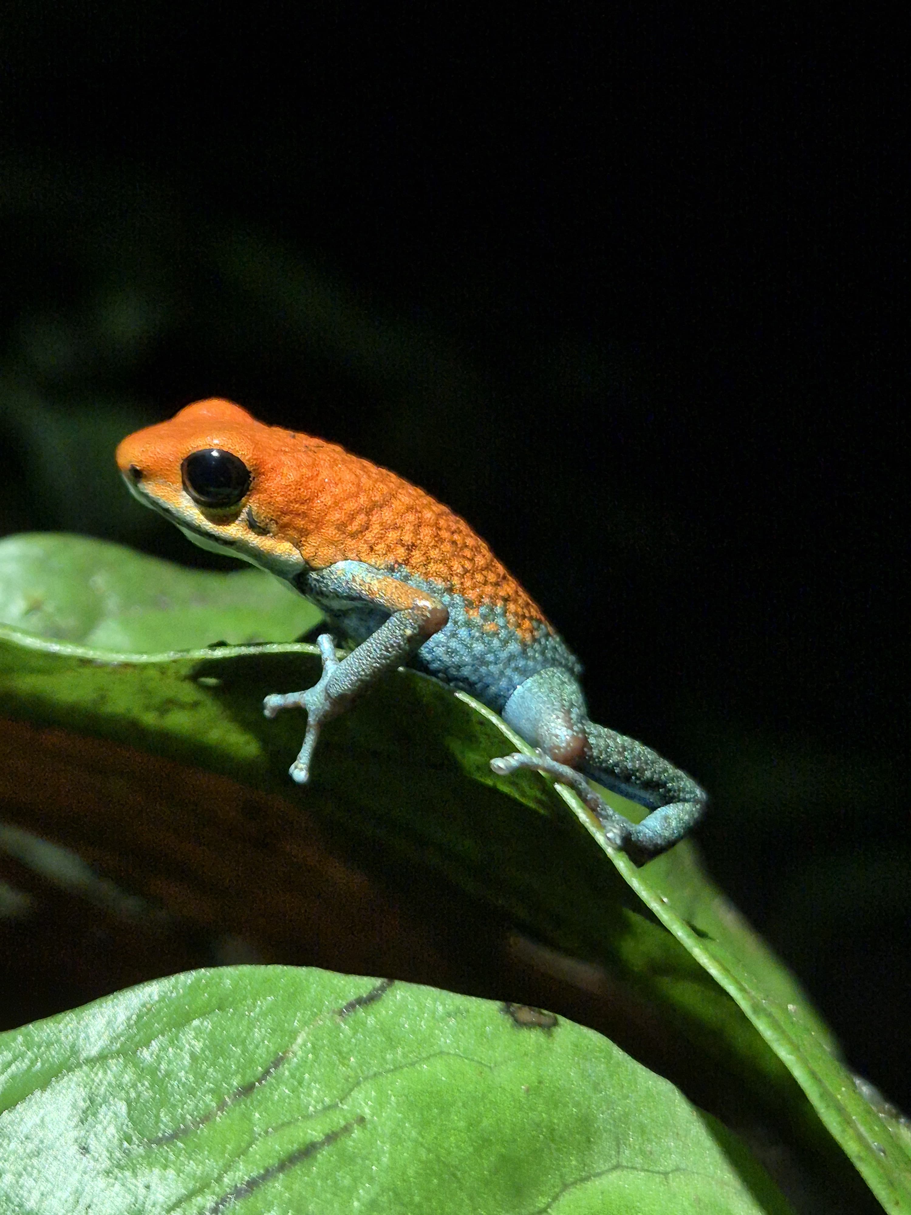 Night Walks Tour in Rio Tigre, Corcovado, Costa Rica