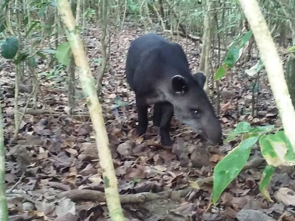 Two Day Sirena from Puerto Jimenez