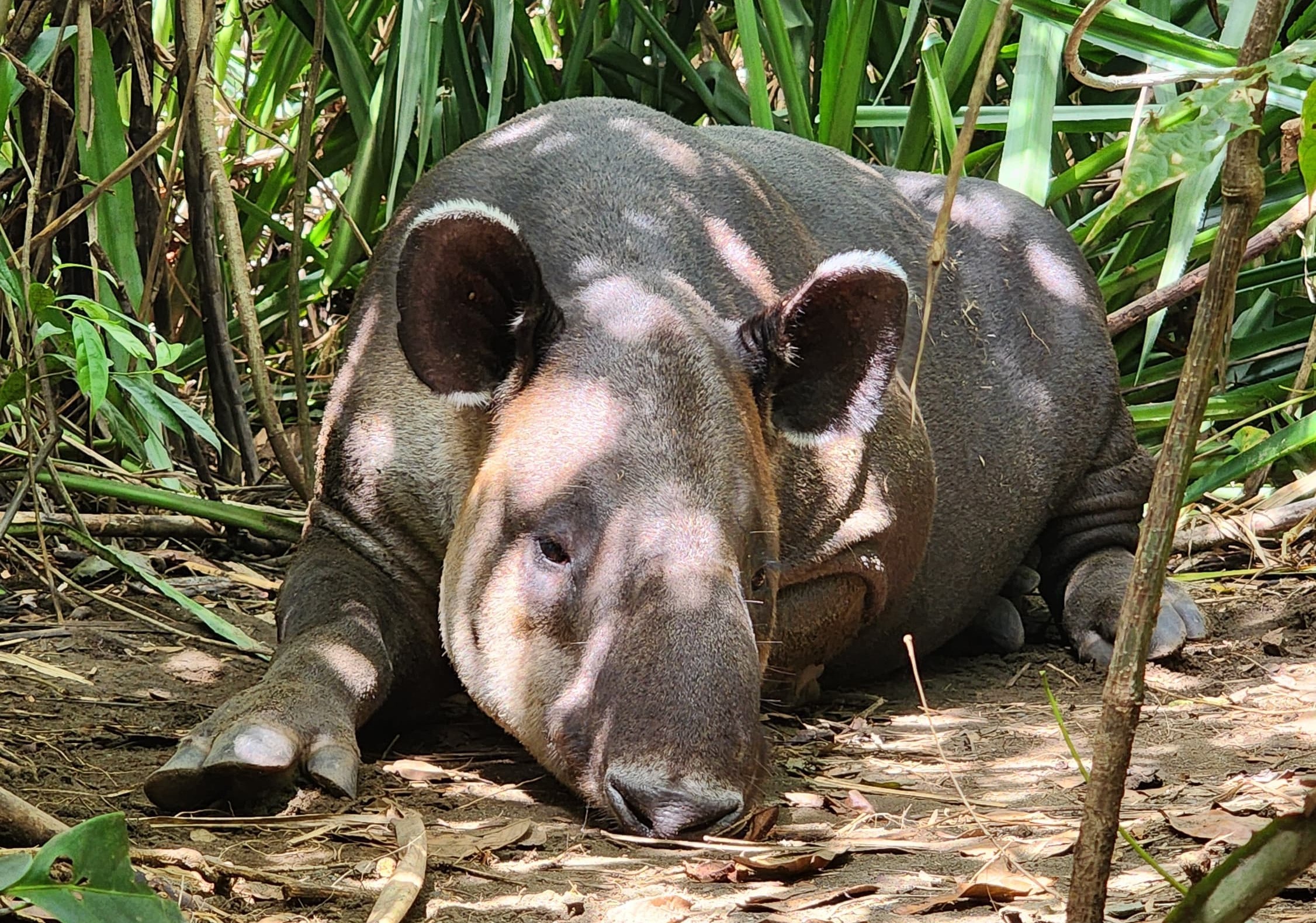 Sirena Corcovado one day from Drake Bay