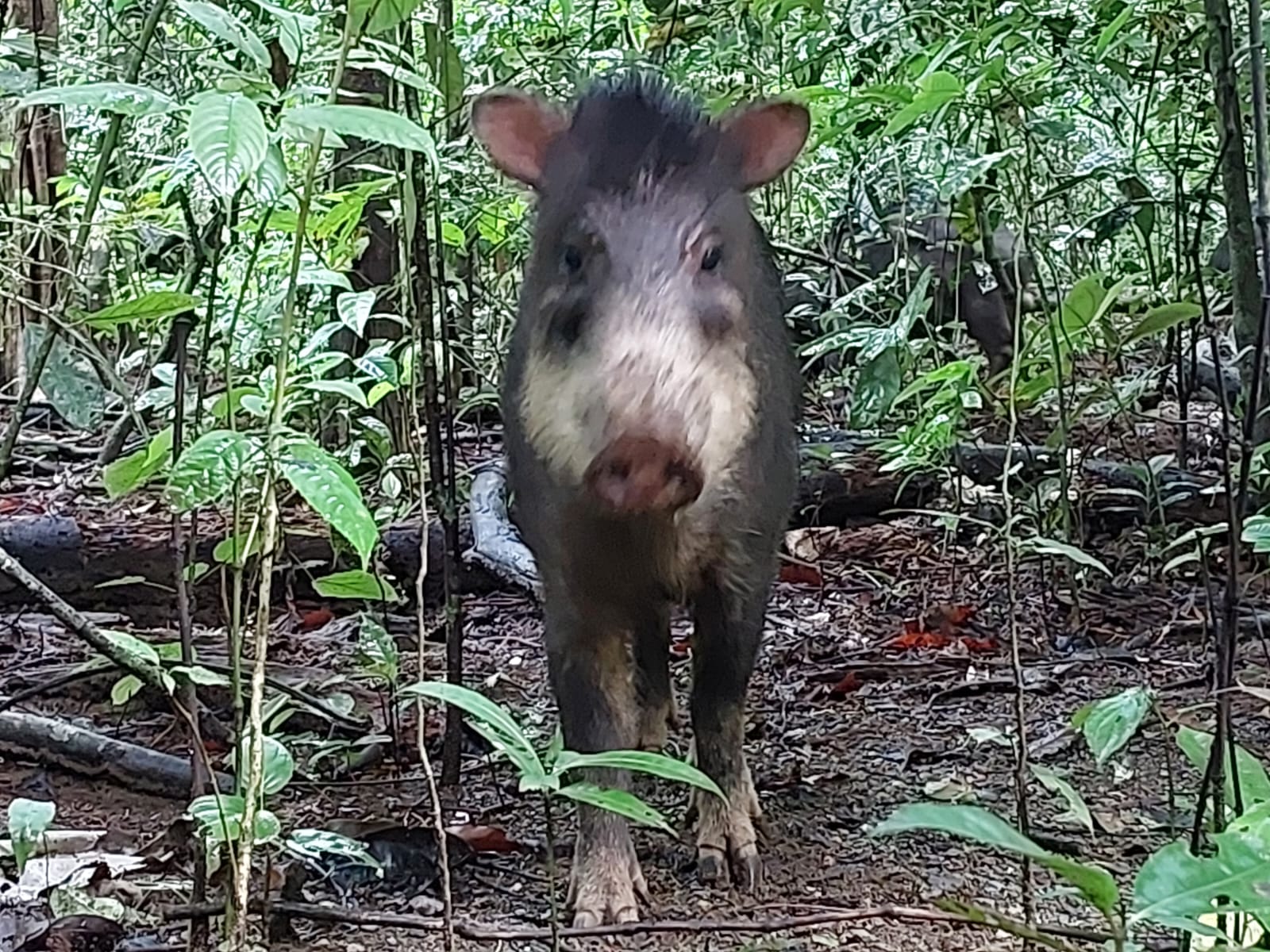 San Pedrillo Ranger Station Corcovado 1 day from Drake Bay