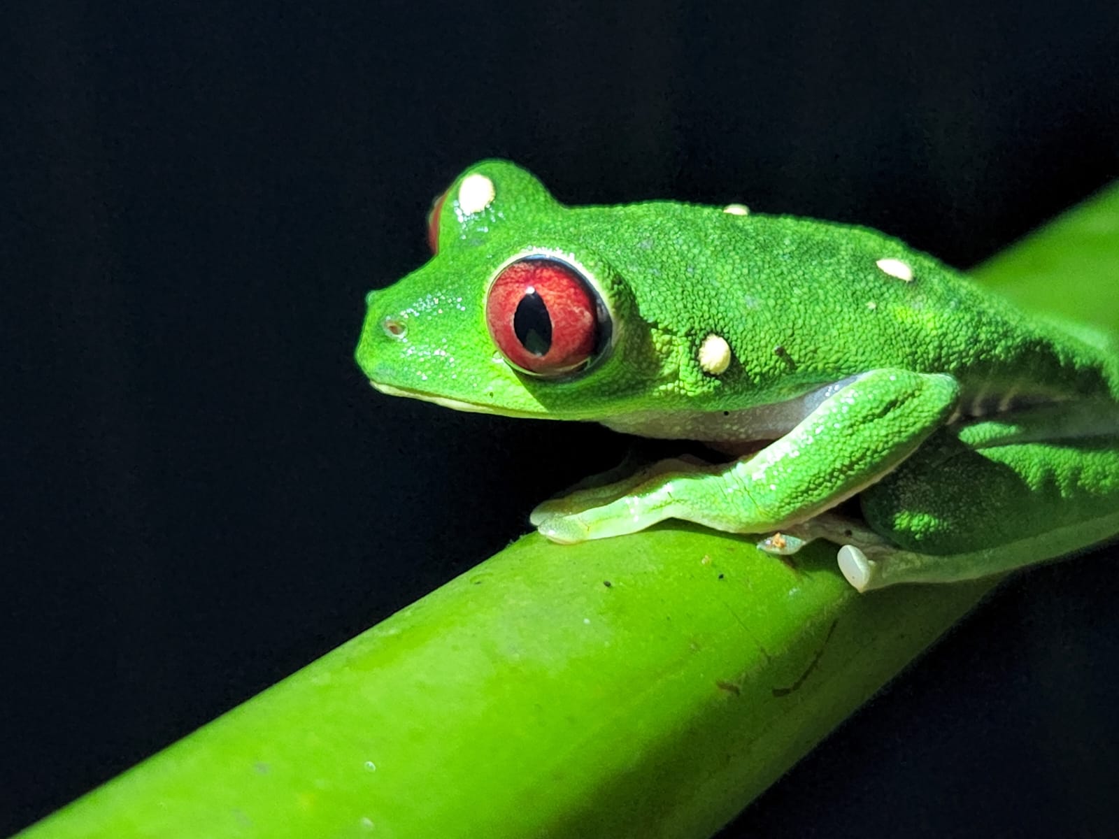 Nightwalk at Drake Bay