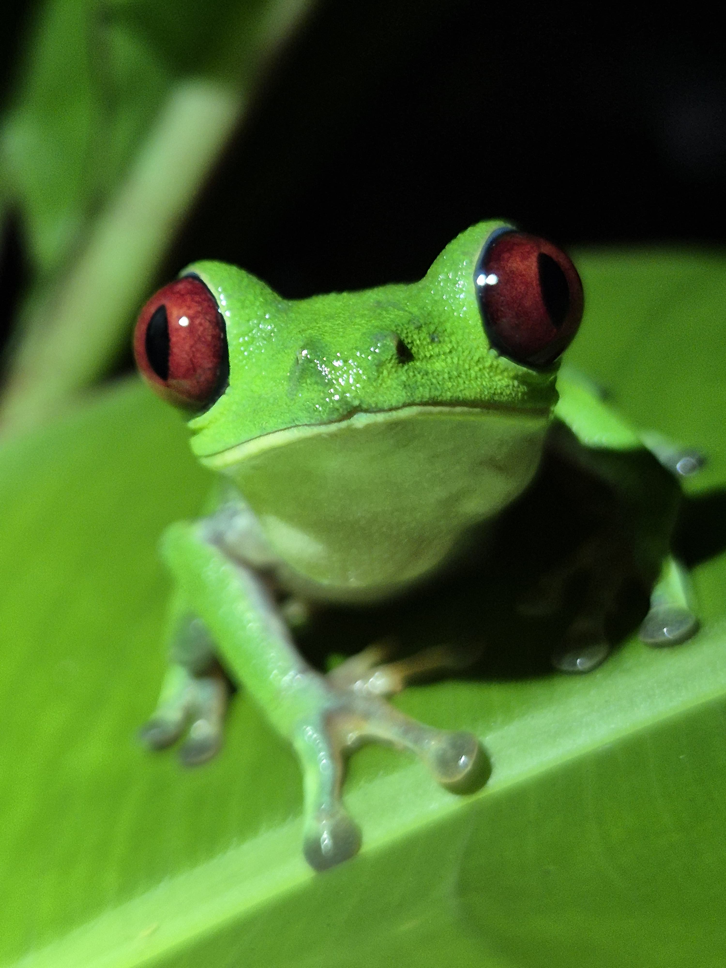 Night Walks Tour in Rio Tigre, Corcovado, Costa Rica