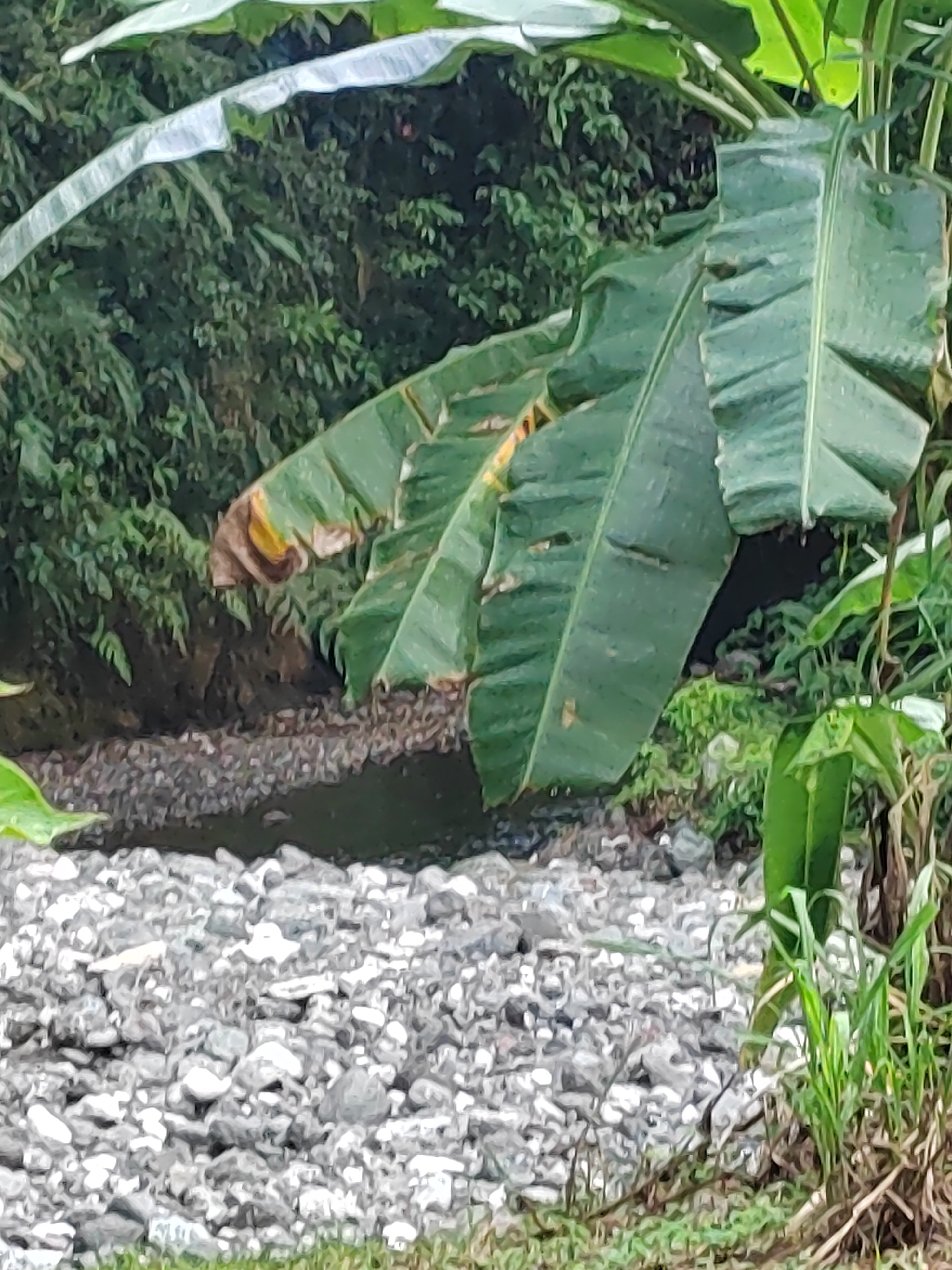 Artisanal Gold Learning Tour – Río Tigre